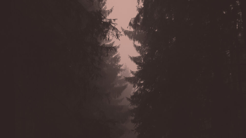 WoN image trees_mist